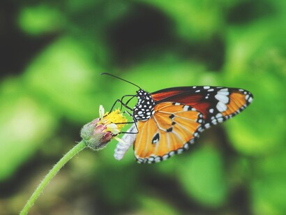No funcionamento cósmico universal somos regidos por diversas leis como as de atração, ação e reação, progresso...
