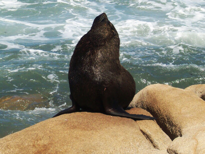 Leão marinho sentado sob rocha em frente ao mar na cidade de Cabo Polônio, Uruguay
