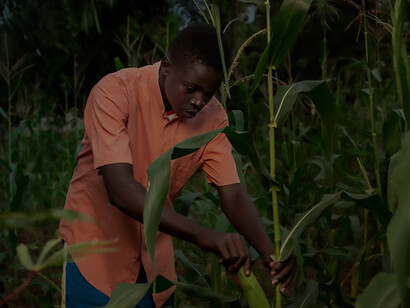 An African boy working in a cornfield, illustrating agricultural labor in Africa