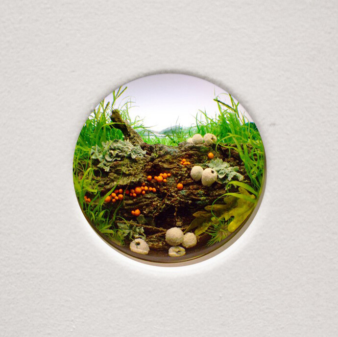 White Puffballs with Orange Slime Mold and Lichen
2015, Styrene, acrylic, gouache, cast neoprene, paper, ash, talc, starch, polyurethane foam, acrylite, vinyl film, wood, steel, lighting, BK7 glass Interior box 14.75 x 11.25 x 9.25 inches. Diorama viewed through 2 inch window