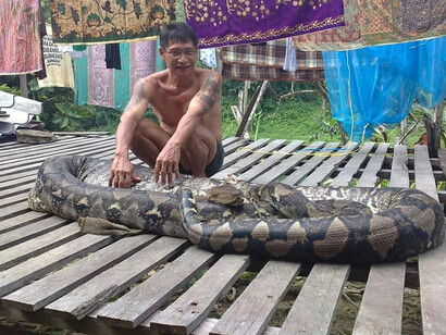 Nei villaggi delle zone Ulu, nei pressi delle sorgenti, si usa allevare grossi pitoni come fossero animali domestici