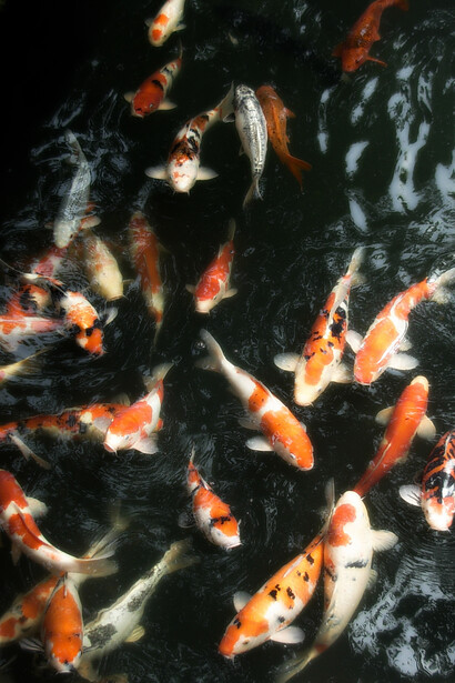 Tokyo, Giappone. Nei silenziosi giardini dei templi, tra giochi di luce e ombra, sentieri di ghiaia e porte sacre, le carpe koi scivolano nella trasparenza