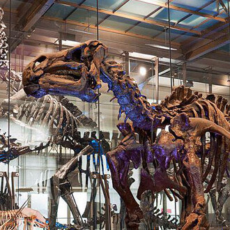 Galerie des Dinosaures. Courtesy of Royal Belgian Institute of Natural Sciences
