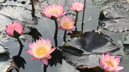 L'Orto Botanico nei colori d'autunno