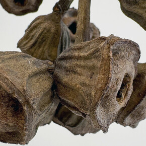 Karolina Maszkiewicz, The weight of light (detail), 2026. Courtesy of Jane Lombard Gallery