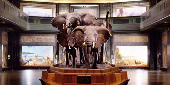 Akeley Hall of African Mammals. Courtesy of American Museum of Natural History