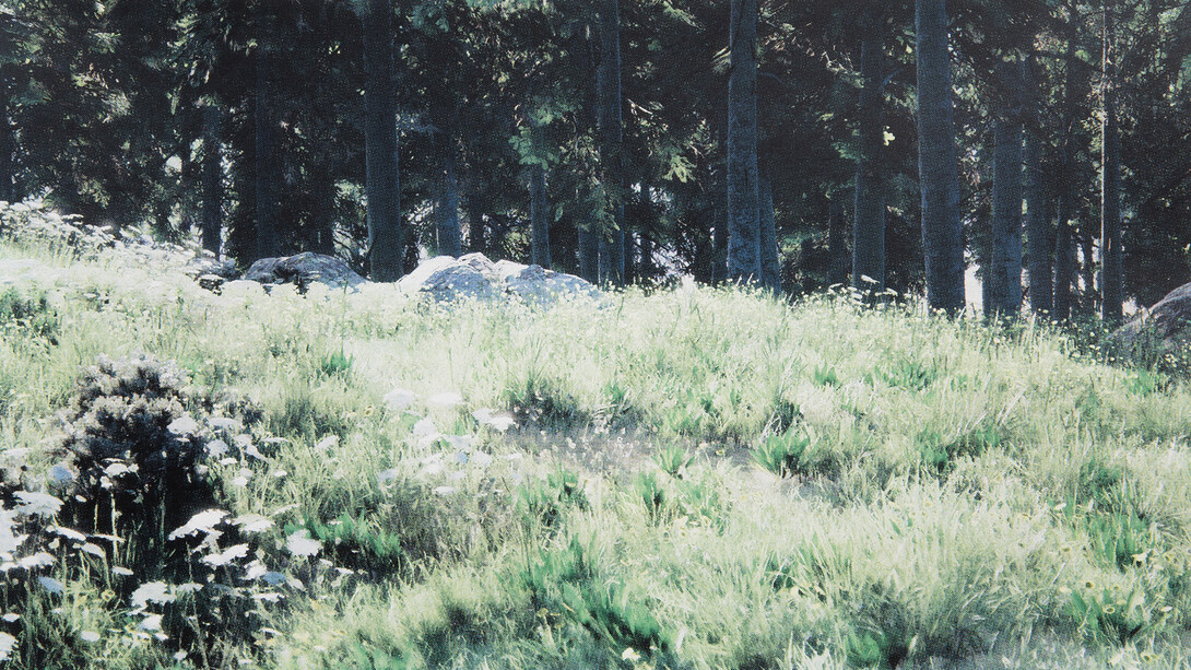 Grant Stevens, Forest view 7, 2026. Courtesy of Sullivan+Strumpf