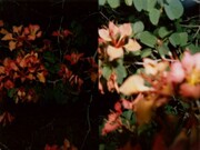 Adam Broomberg and Oliver Chanarin, The Polaroid Revolutionary Workers Movement, 2013
© the artists (2013), courtesy the artists