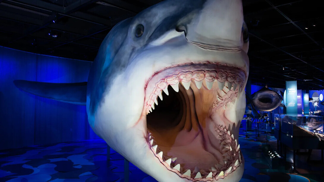 Sharks, exhibition view. Courtesy of ROM