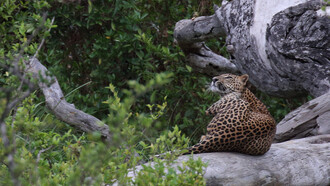 A leopard sub-adult in Yala Block 5 © Gehan de Silva Wijeyeratne