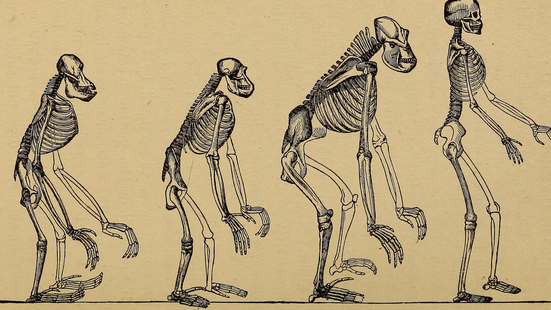 L'evoluzione dell'uomo, esposizione popolare dei principali punti dell'ontogenesi e della filogenesi umana, Ernst Heinrich Philipp August Haeckel, 1879, 