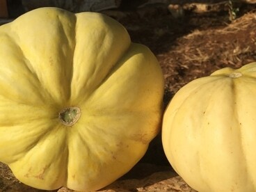 Melone varietà Feddi Feddi con la caratteristica forma a spicchi