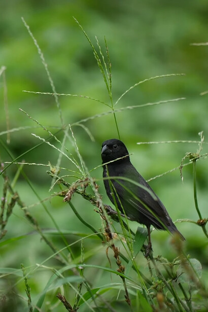 Ejemplar de Pinzón de Darwin gris, especie habitante de la Isla de los Galápagos, Ecuador