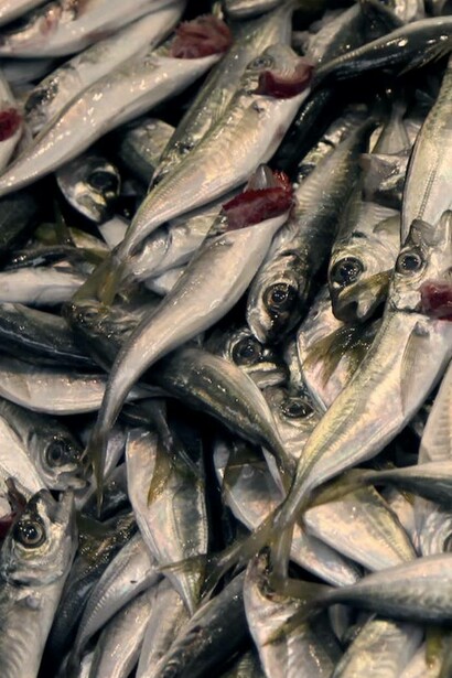 Acciughe appena pescate esposte al mercato del pesce