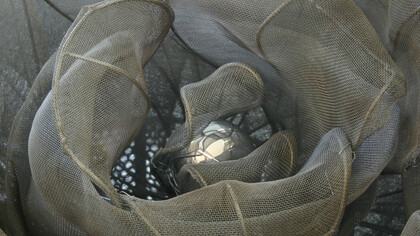 Rosa, particolare scultura 