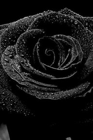 Black rose