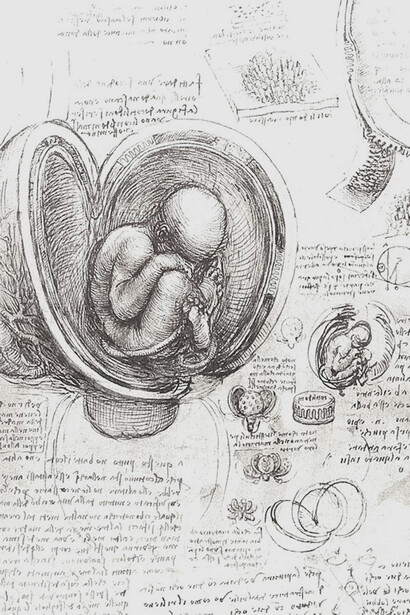 Estudo sobre o feto humano