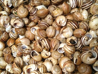 Foto de caracóis à venda no mercado de peixes e vegetais. Só nos anos 70 e 80 do século passado é que a helicicultura se tornaria na próspera economia exploradora que é hoje