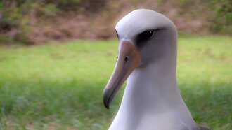 Albatross
