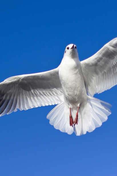 Un oiseau vole libre