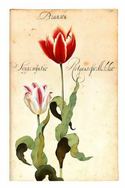 Pagina del Franciscus De Geest, florilegio Hortus Amoenissimus, 