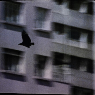 Luiz Roque, Urubu, vue d'exposition. Avec l'aimable autorisation de la Pinacoteca