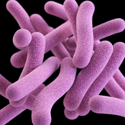 «Mycobacterium tuberculosis» o bacilo de Koch