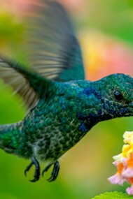 Vickie Frémont was inspired by the African tale of the hummingbird bird, bringing one drop of water at a time to put out a fire