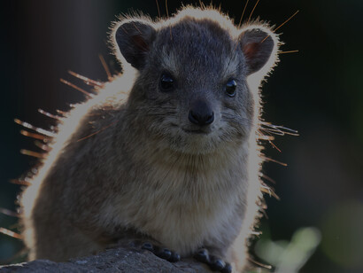Bush Hyrax at Masai Lodge © Gehan de Silva Wijeyeratne