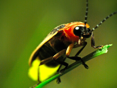 Luciérnaga: nótese que la luz se emite en el ápice de la región ventral del abdomen