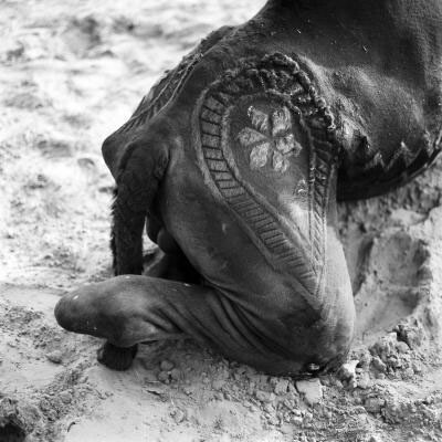 Camel. Courtesy of Pitt Rivers Museum
