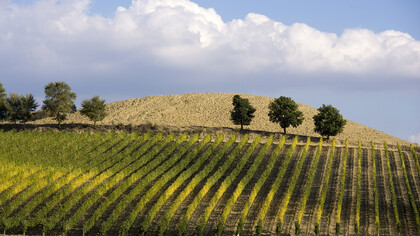 Umbria, vineyard vine rows