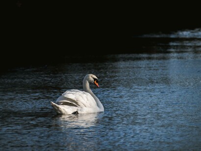 The great swan’s orange bill points the way like a beacon of light  