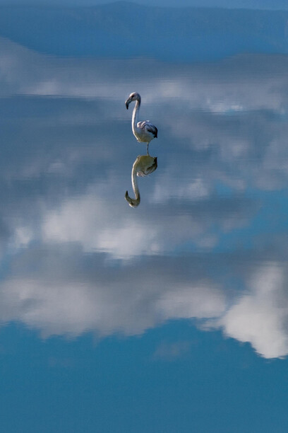 Un fenicottero solitario