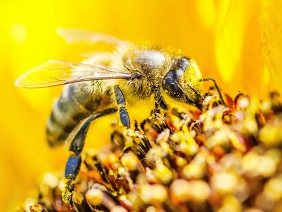 Bees are often the only way that pollination can be ensured in environments that have few other pollinators