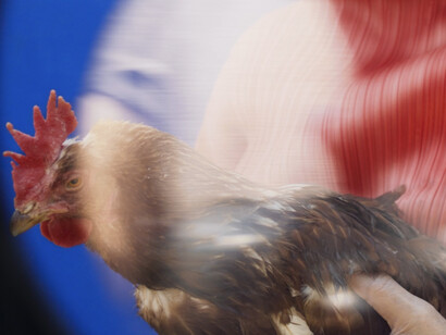 Thuy-Han Nguyen-Chi, Into the violet belly, 2022. Courtesy of the Carpenter Center for the Visual Arts