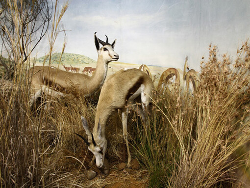 Mammals, exhibition view. Courtesy of National Museum Bloemfontein
