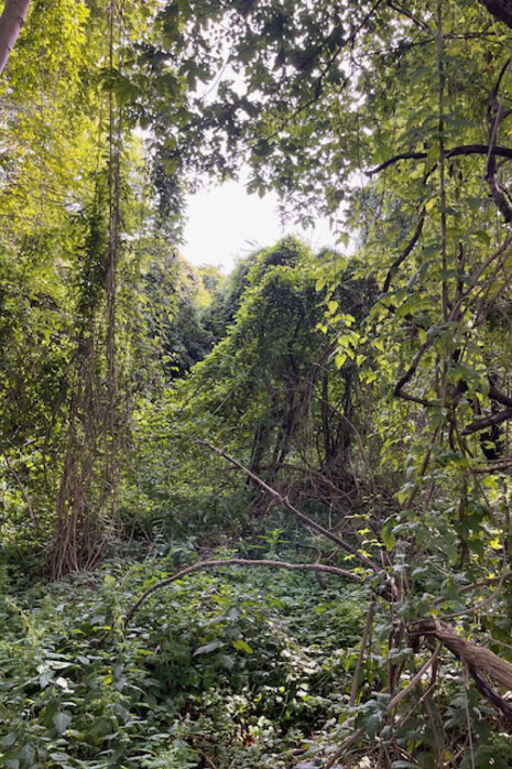 Amager Fælled : Parque natural
Hemisferio Norte, Copenhague, Dinamarca