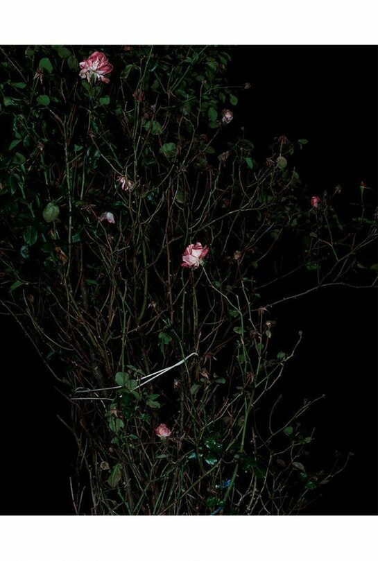 Sarah Jones, The Rose Garden (Display) (VII), 2014, C Print, 59 7/8 x 48 inches (unframed) (152.1 x 121.9 cm). Courtesy Anton Kern Gallery, New York