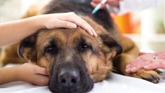 Vaccin contre la rage. Les expériences consomment beaucoup d’animaux, il faut pouvoir s’étendre et travailler plus à l’abri, car les chiens enragés ameutent le quartier