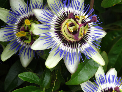 Passiflora Incarnata