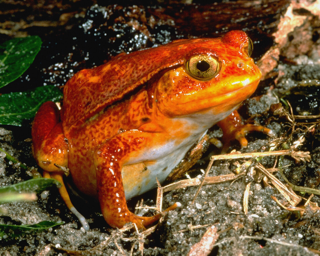 Frogs! A Chorus of Colors. Courtesy of Florida Museum of Natural History