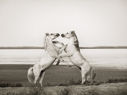 Wild in France. Courtesy of Flower + Hewes