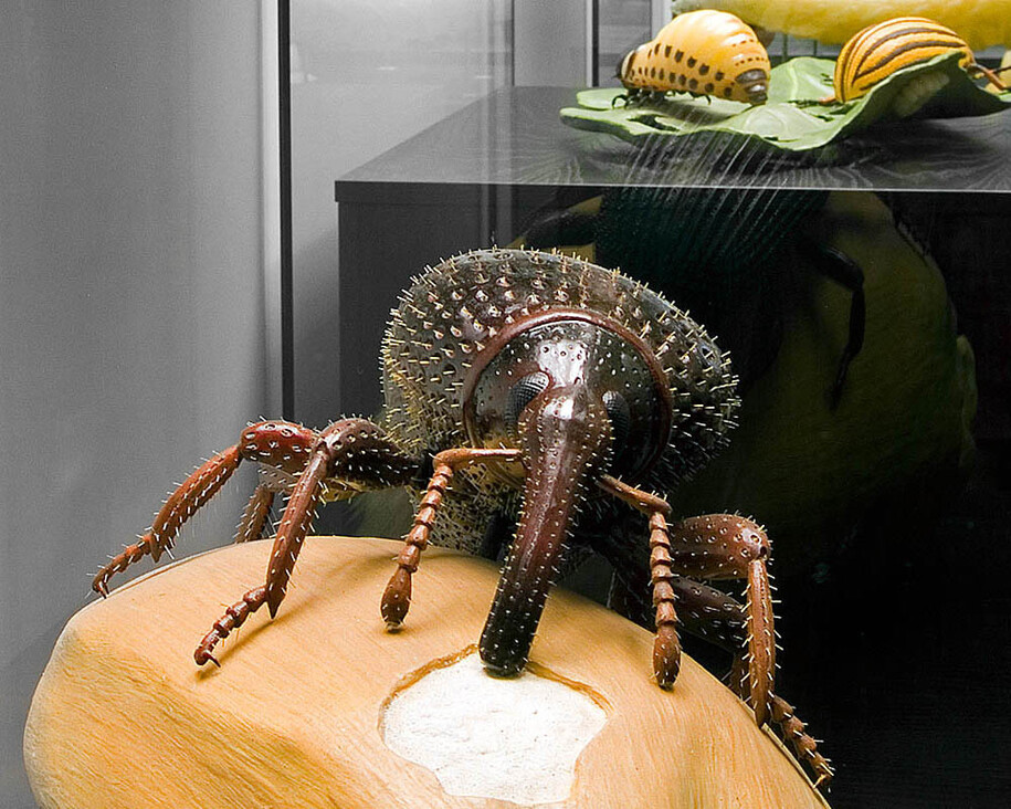 Keller’s Insect Models. Courtesy of Museum für Naturkunde