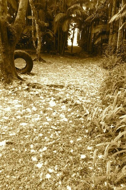 Uma roda no parque