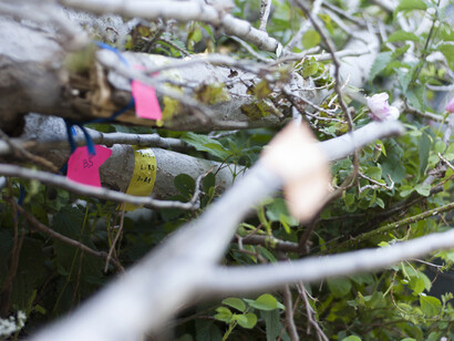 Pep Vidal. 19-metre tree. Image courtesy of ADN Gallery. Paula Artés (©) 