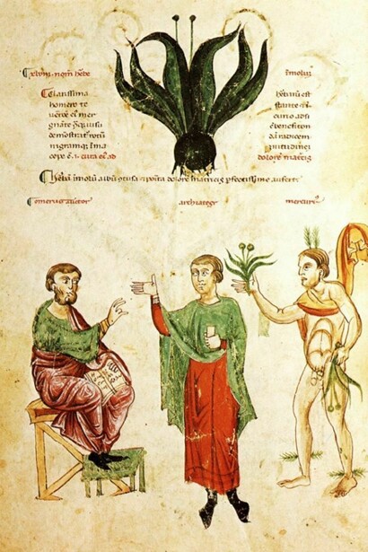 La magica erba moly. Codex Medicina Antiqua (Cod. Vind.93)  