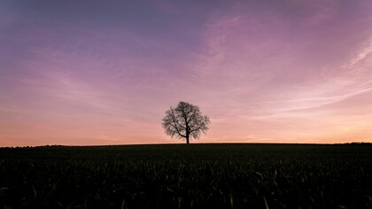 El árbol de la lechuza