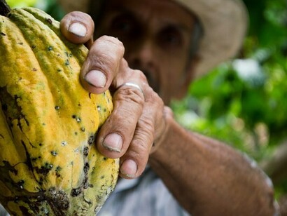 Plantación de cacao: la demanda agroalimentaria de la sociedad china representa una oportunidad de oro para la región
