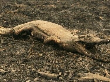 Jacaré morto em queimada. E há ainda outro perigo latente: o salto de doenças da fauna silvestre para os humanos. O desmatamento cria as condições ideais para a emergência de novas zoonoses. Em um mundo ainda abalado pela COVID-19, esse risco se torna insuportável — mas real